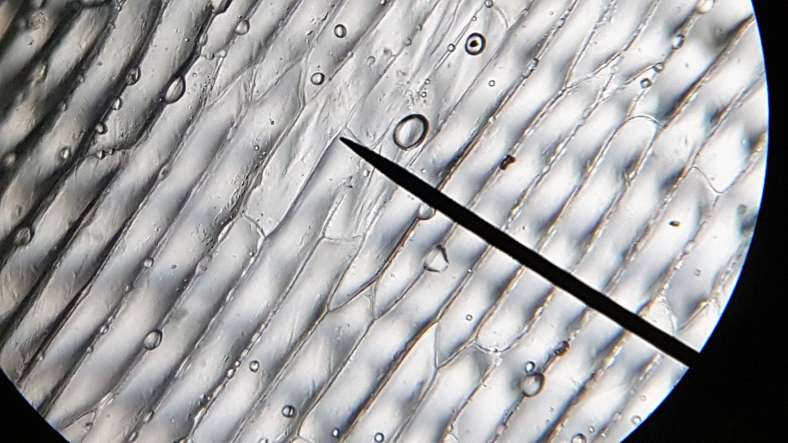 Light micrograph of onion epidermis showing repeated cell-wall outlines